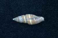 藏品(黑筆螺)的圖片